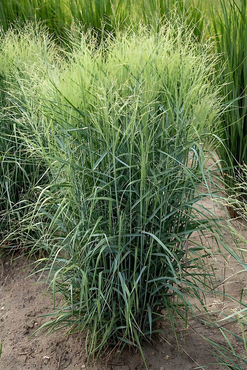 Blaue Rutenhirse Panicum virgatum 'Prairie Sky', Ziergras mit blauen, lockeren Halmen, im Garten bei Stauden Gänge.
