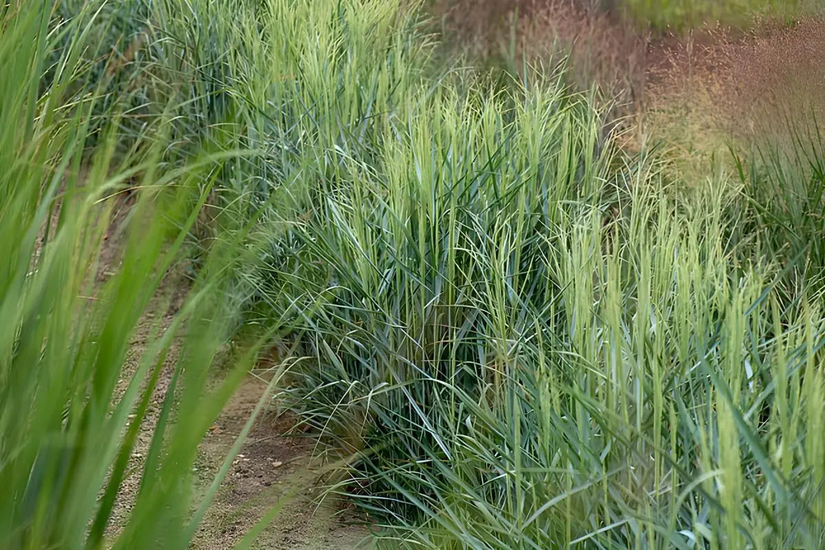 Blaue Rutenhirse Panicum virgatum 'Prairie Sky', Ziergras mit aufrecht wachsenden, bläulichen Halmen, bei Stauden Gänge.