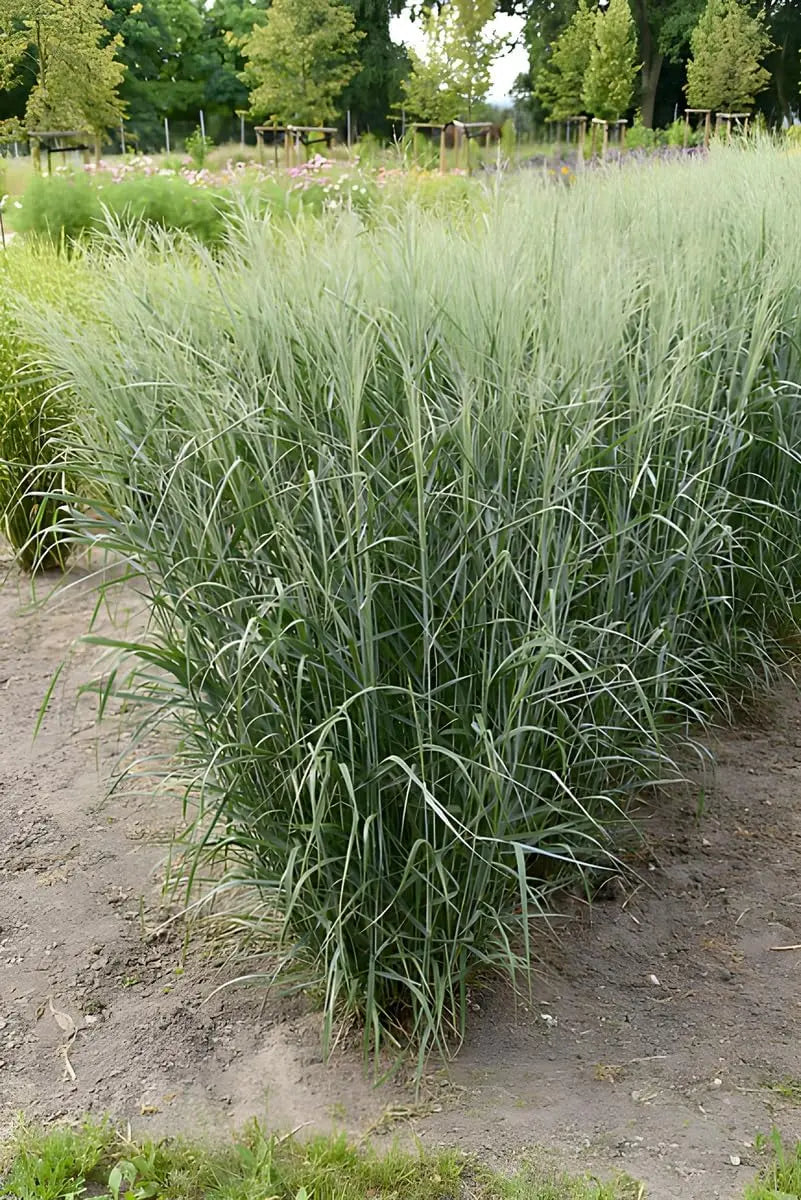 Blaue Rutenhirse Panicum virgatum 'Prairie Sky', Ziergras mit bläulichem Laub und hohen, grazilen Halmen, Stauden Gänge