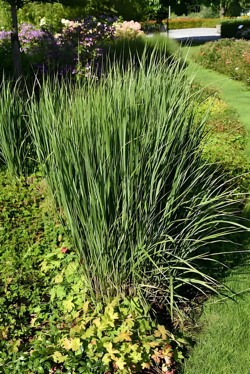 Blaue Rutenhirse Panicum virgatum 'Prairie Sky' Ziergras von Stauden Gänge, mit hohen blauen Ähren und grünen Blättern