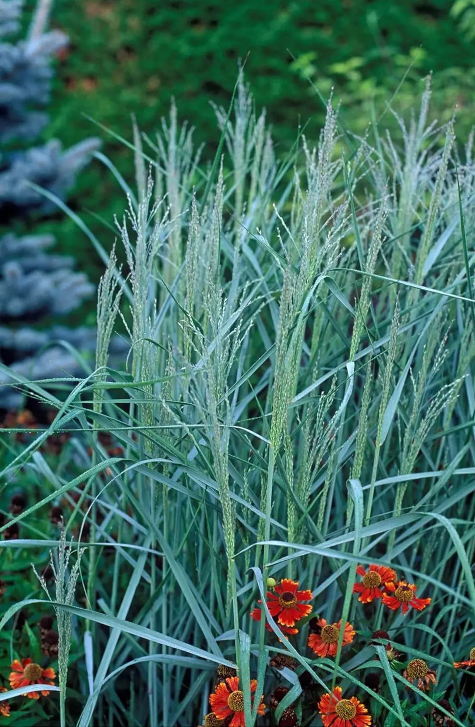 Ziergras Panicum virgatum 'Prairie Sky' in XXL Topf, bläuliche Rutenhirse, von Stauden Gänge, auf einem Gartenbild.
