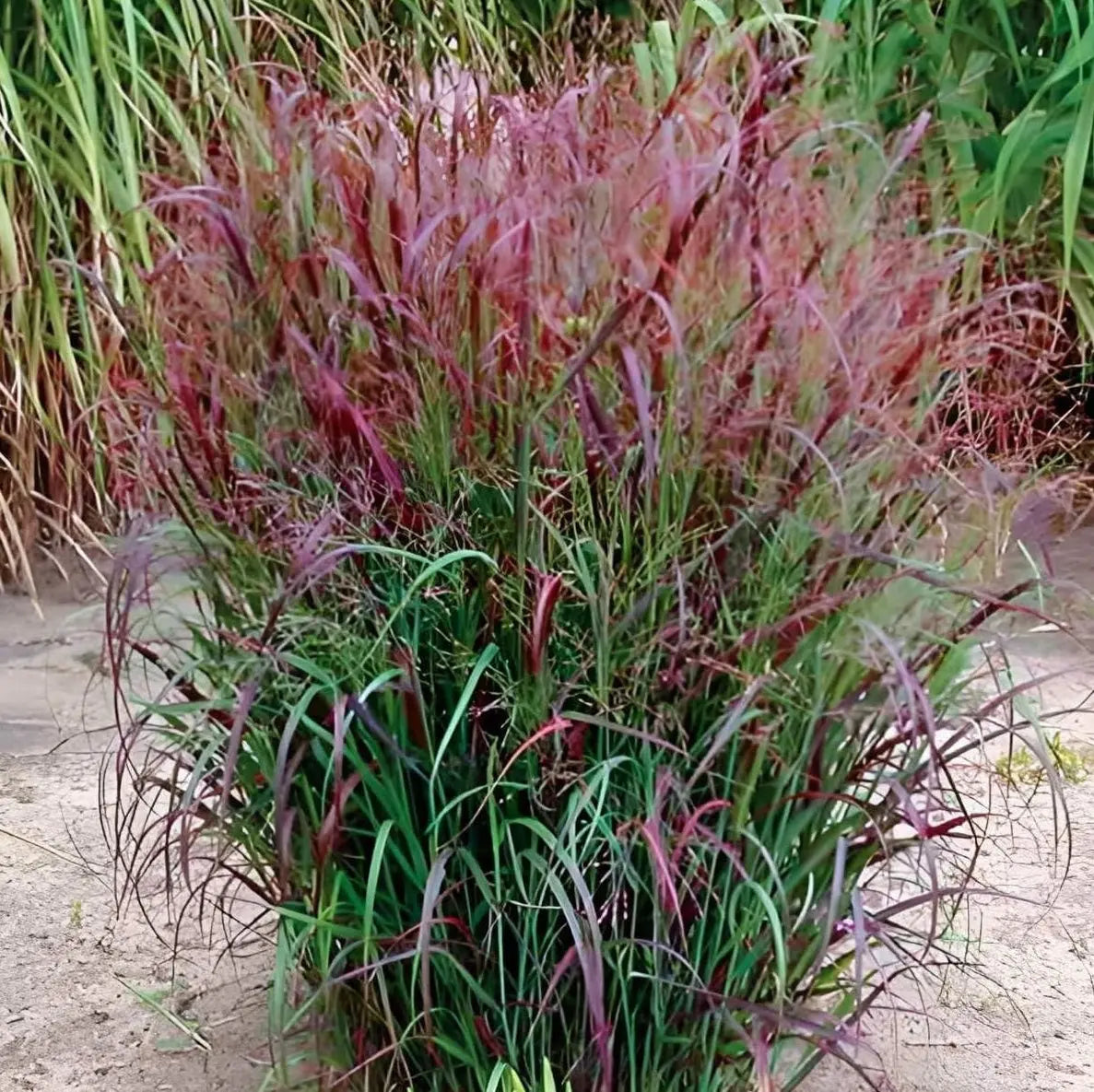 Feuerrote Rutenhirse Panicum virgatum 'Squaw' als Ziergras mit rotem, aufrechten Laub und hohem Wuchs in Gartenaufnahme