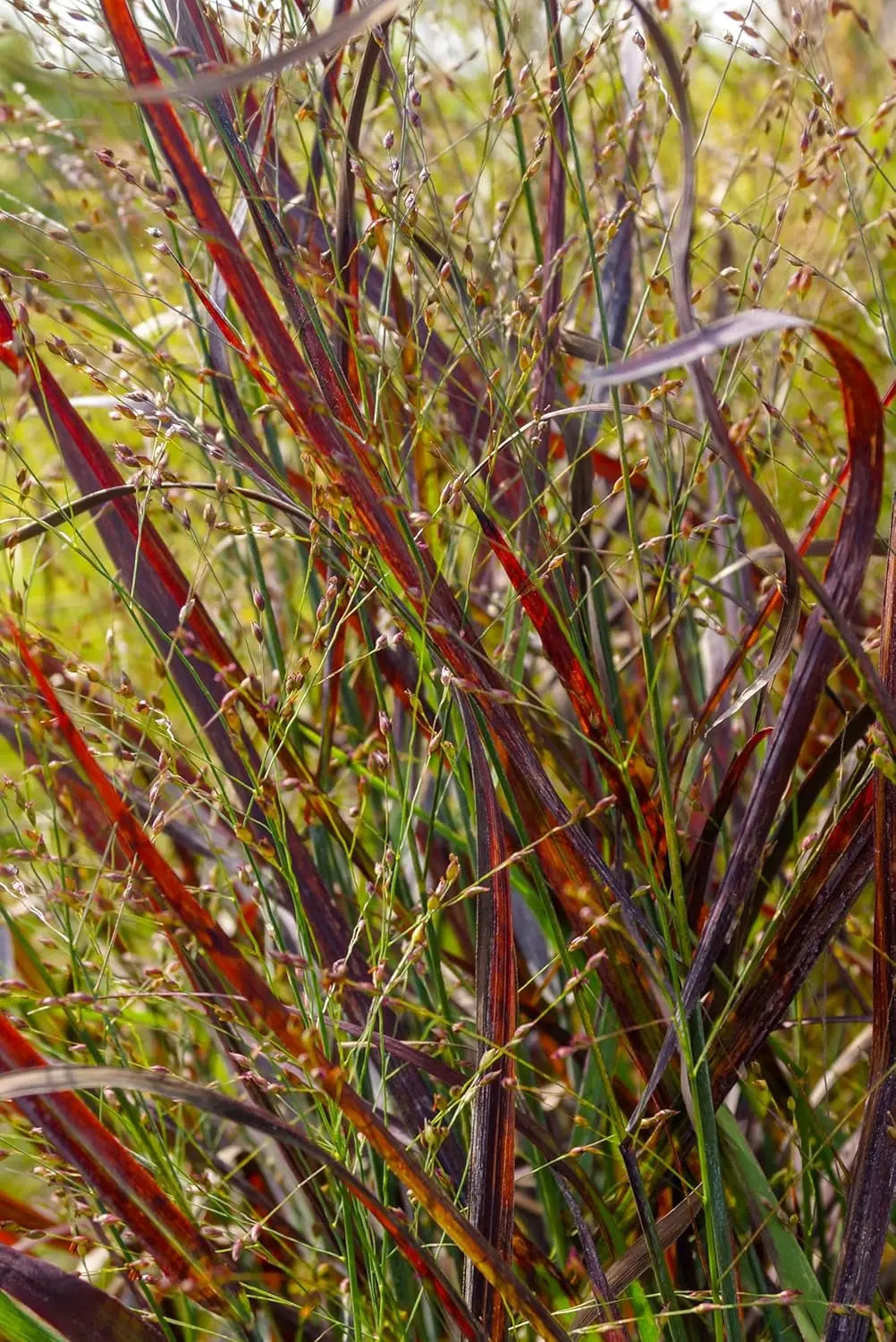 Ziergras Panicum virgatum 'Squaw' / Feuerrote Rutenhirse, dekoratives Stauden Gänge Ziergras mit roten Halmen im Garten