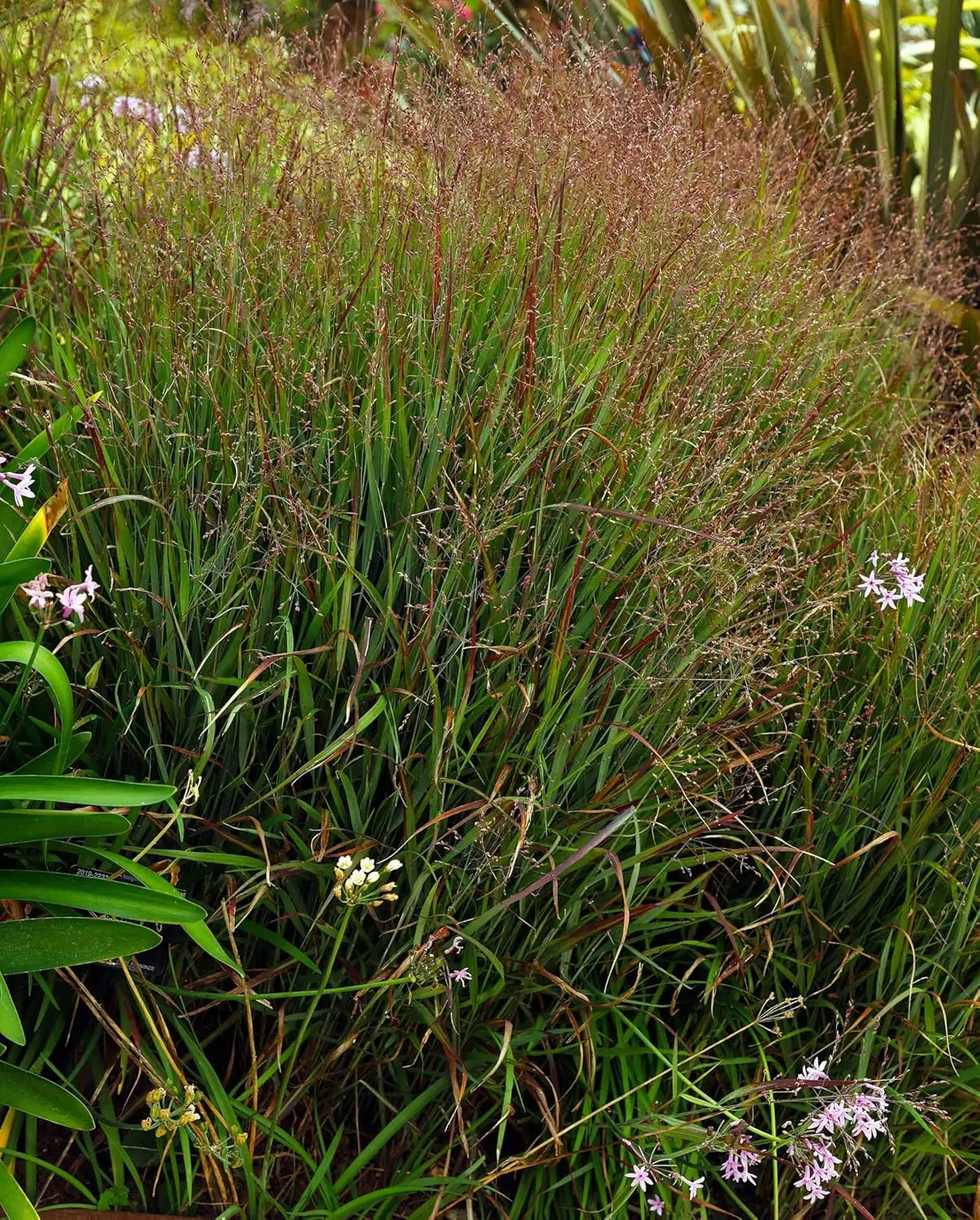 Feuerrote Rutenhirse Panicum virgatum 'Squaw' als Ziergras mit roten Halmen, Stauden Gänge, dekoratives Gartenpflanzenbild