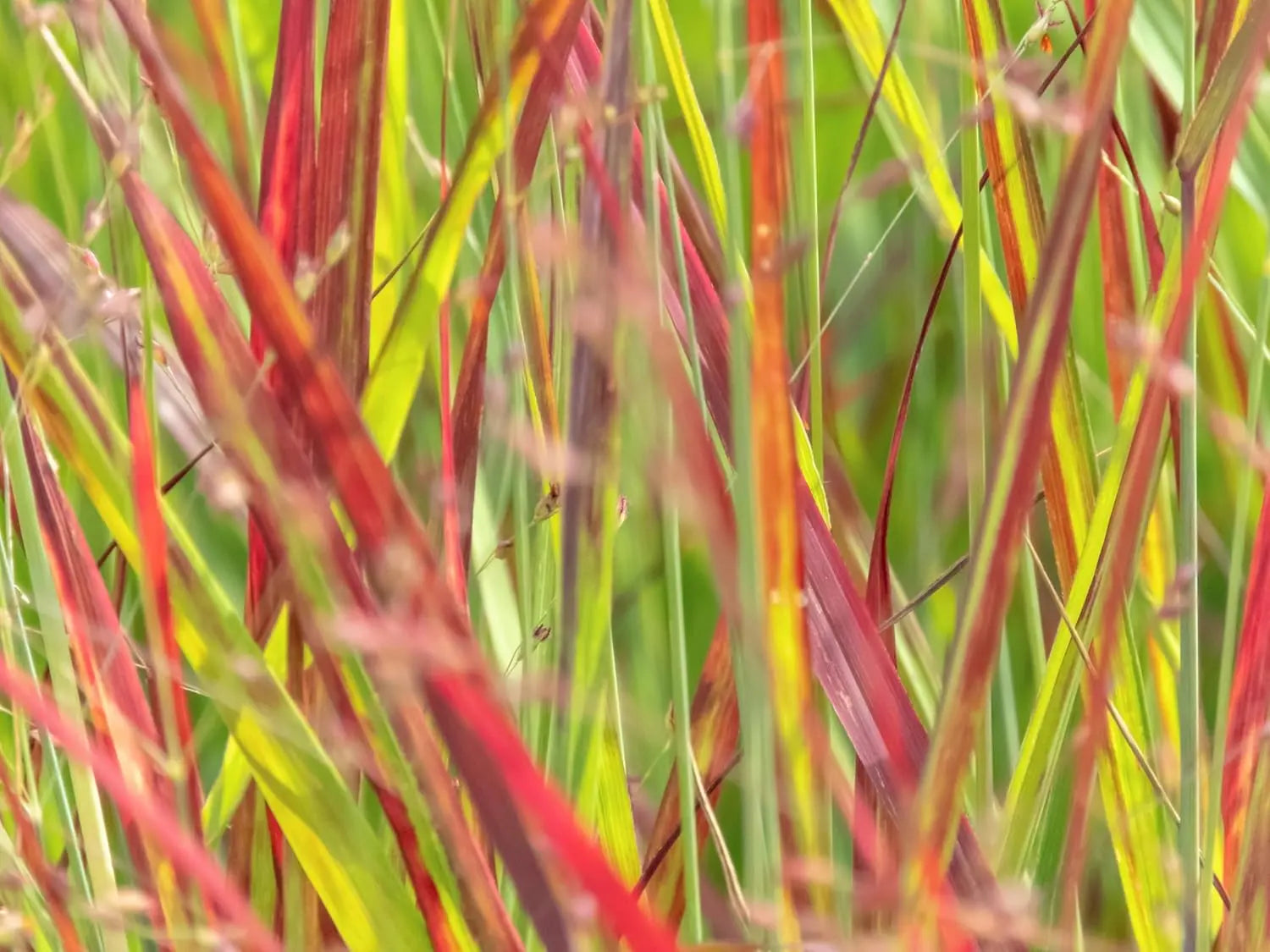 Ziergras Panicum virgatum 'Squaw' / Feuerrote Rutenhirse von Stauden Gänge, mit roten, schmalen Grashalmen im Garten.