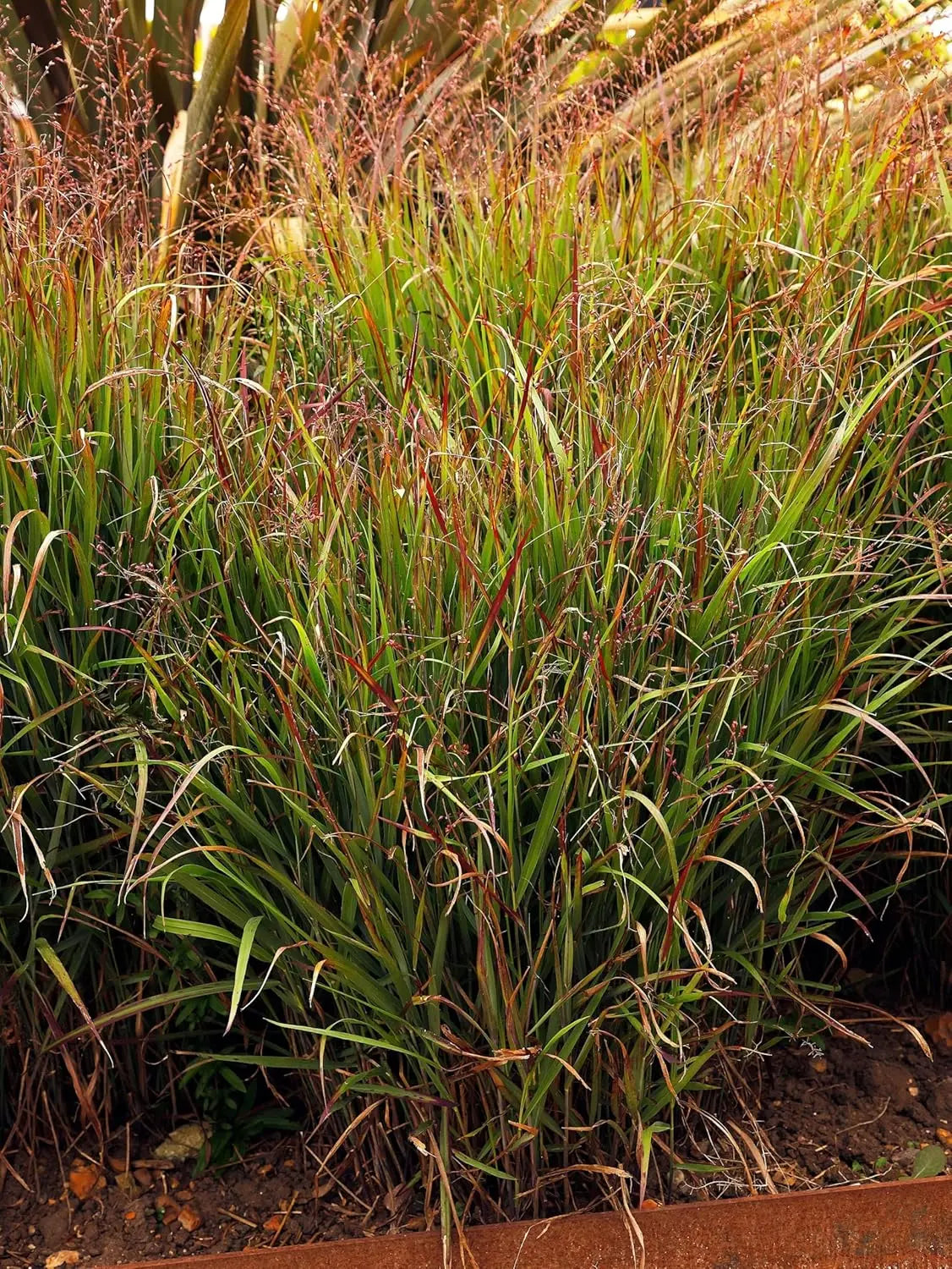 Feuerrote Rutenhirse 'Squaw' von Stauden Gänge, Ziergras mit leuchtend roten Halmen, ideal für Garten und Landschaft.