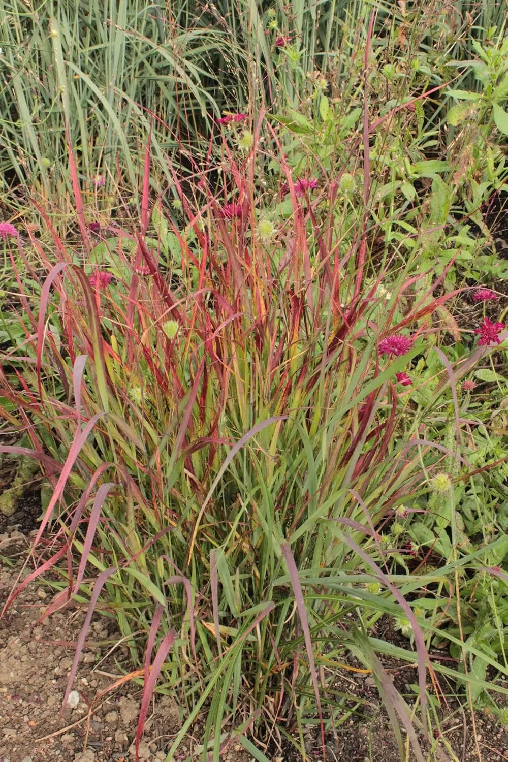 Feuerrote Rutenhirse Panicum virgatum 'Squaw' als Ziergras mit roten Halmen, bei Stauden Gänge fotografiert.