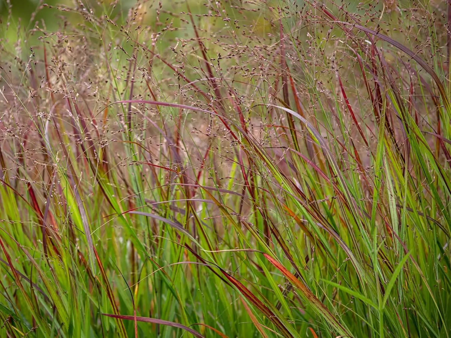 Ziergras Panicum virgatum 'Squaw' mit feuerroten Ruten, aufrecht wachsend, im Garten, von Stauden Gänge.