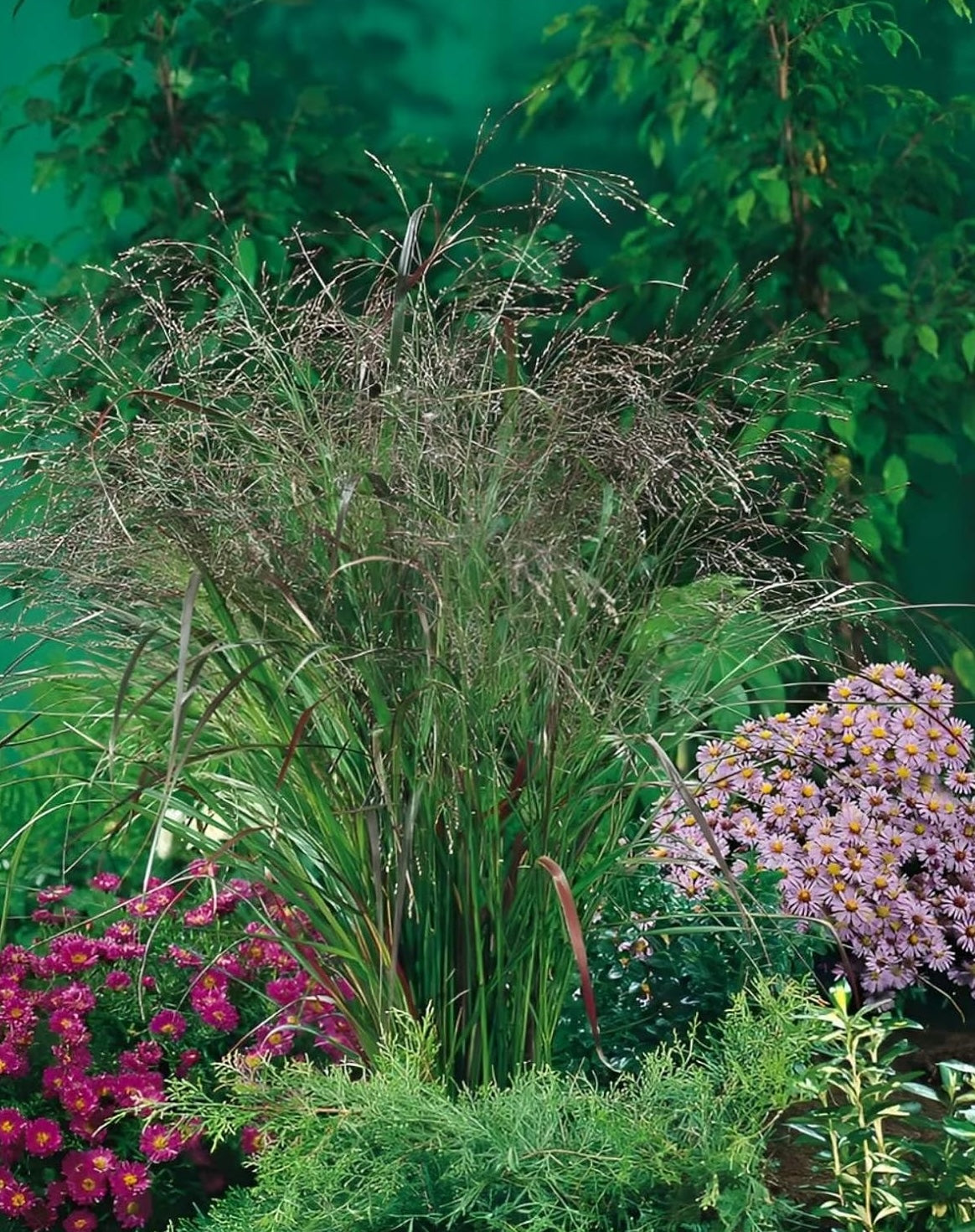 Panicum virgatum 'Warrior' / Rutenhirse