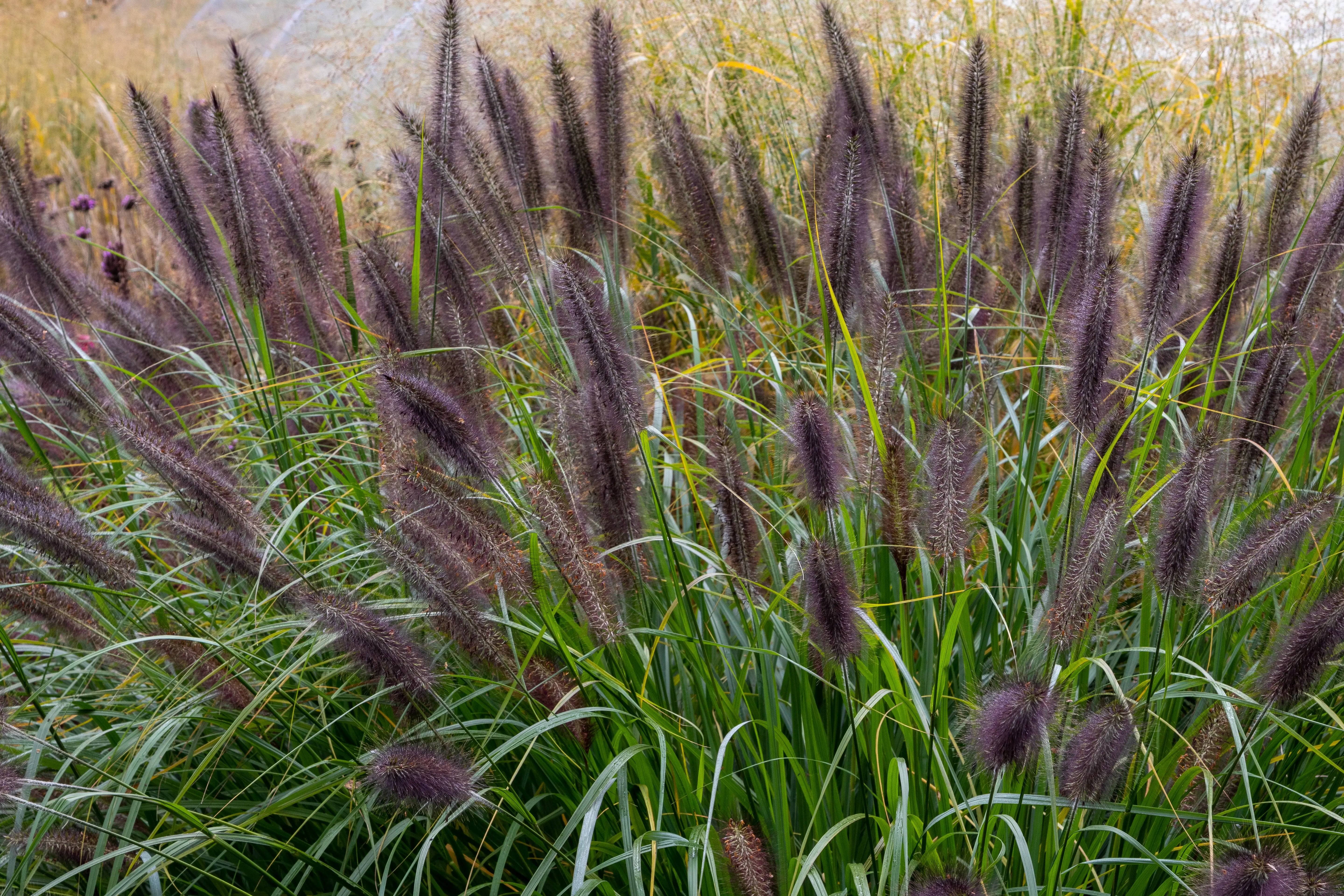 Schwarzes Lampenputzergras Pennisetum alopecuroides 'Black Beauty' in XXL-Topf, Ziergras, dunkelgrünes bis schwarzes Laub