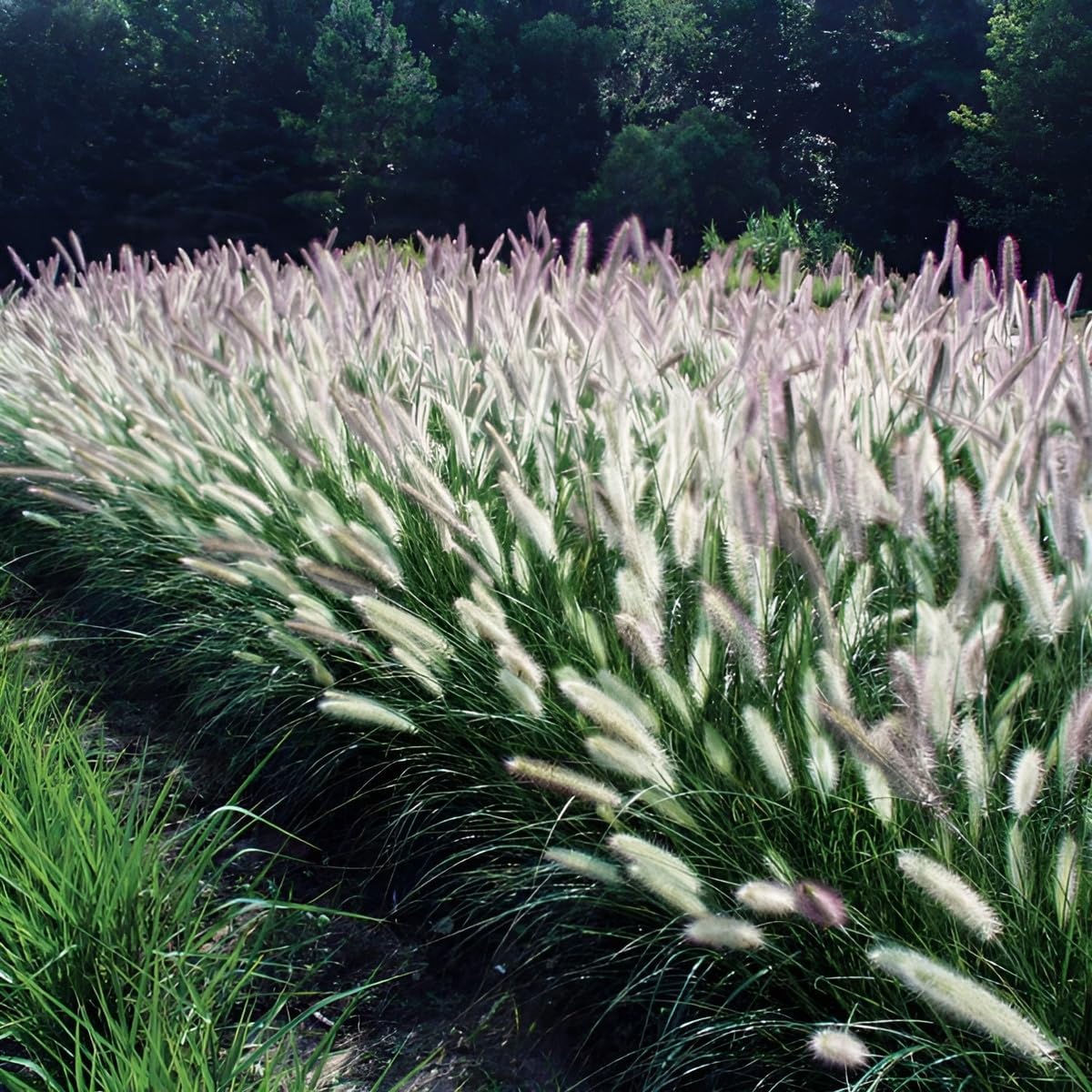 Lampenputzergras Pennisetum alopecuroides 'Foxrot' mit üppigen, braunen Blütenständen und grünen Halmen, Ziergras von Stauden Gänge