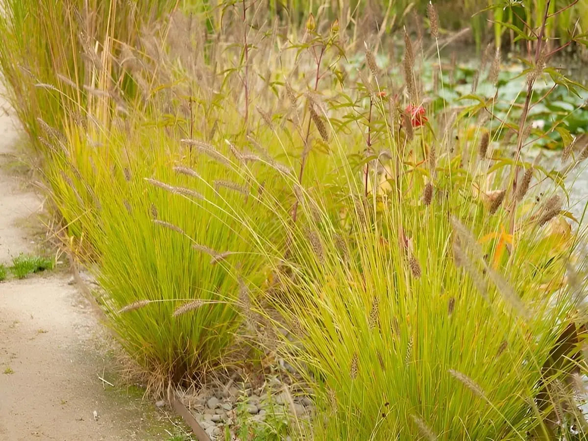 Gelbes Lampenputzergras Pennisetum alopecuroides 'Hameln Gold' von Stauden Gänge, mit feinen, gelben Gräsern im Garten.