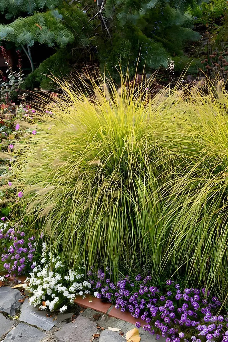 Gelbes Lampenputzergras Pennisetum alopecuroides 'Hameln Gold' als Ziergras, mit leuchtend gelben Fruchtständen und grünen Blättern.