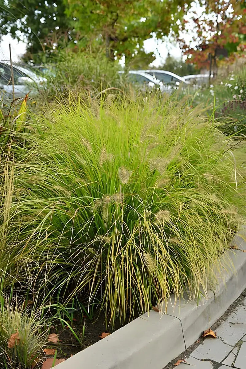 Gelbes Lampenputzergras Pennisetum alopecuroides 'Hameln Gold' von Stauden Gänge, Ziergras mit goldgelben Halmen im Garten.