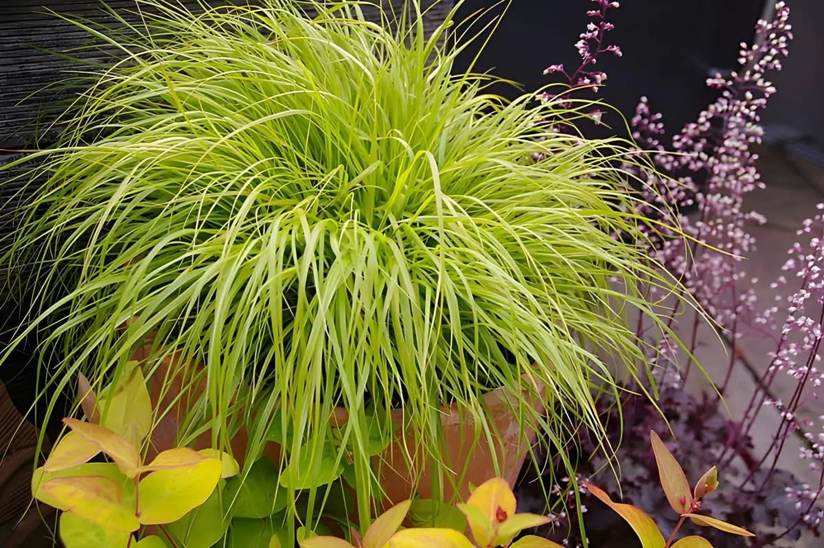Gelbes Lampenputzergras Pennisetum alopecuroides 'Hameln Gold' als Ziergras, mit langen, goldgelben Halmen.