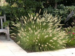 Ziergras Pennisetum alopecuroides 'Hameln' von Stauden Gänge, Lampenputzergras mit buschigem, grasartigem Wuchs.