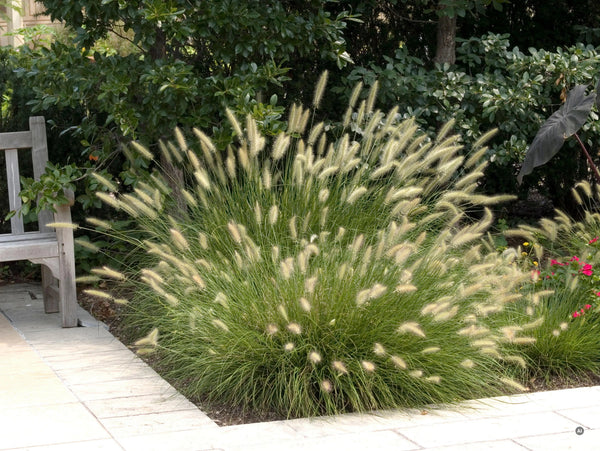 Ziergras Pennisetum alopecuroides 'Hameln' von Stauden Gänge, Lampenputzergras mit buschigem, grasartigem Wuchs.