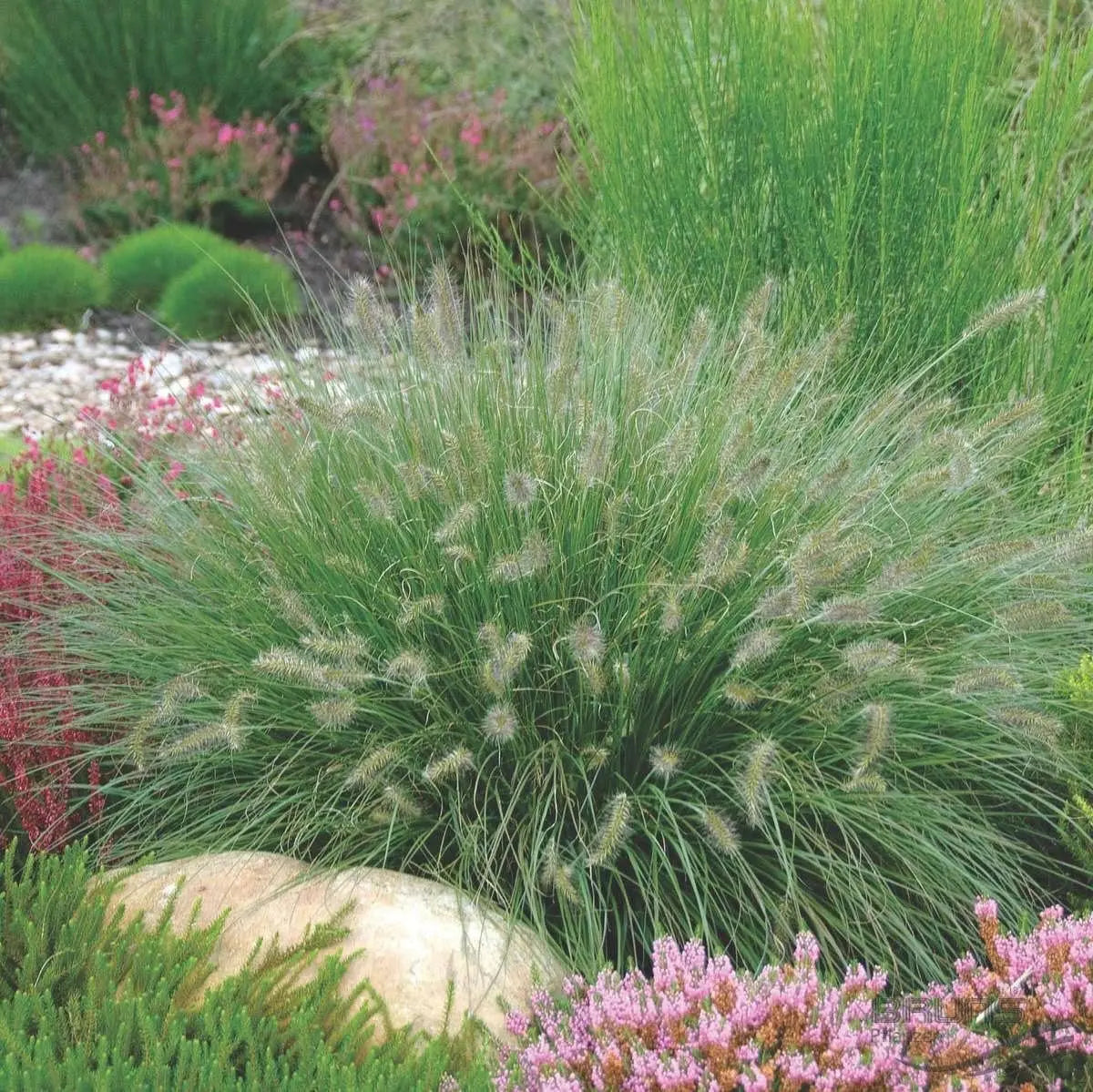 Lampenputzergras Pennisetum alopecuroides 'Hameln' von Stauden Gänge, großes Ziergras in Topf mit grünen, schirmförmigen Blütenständen