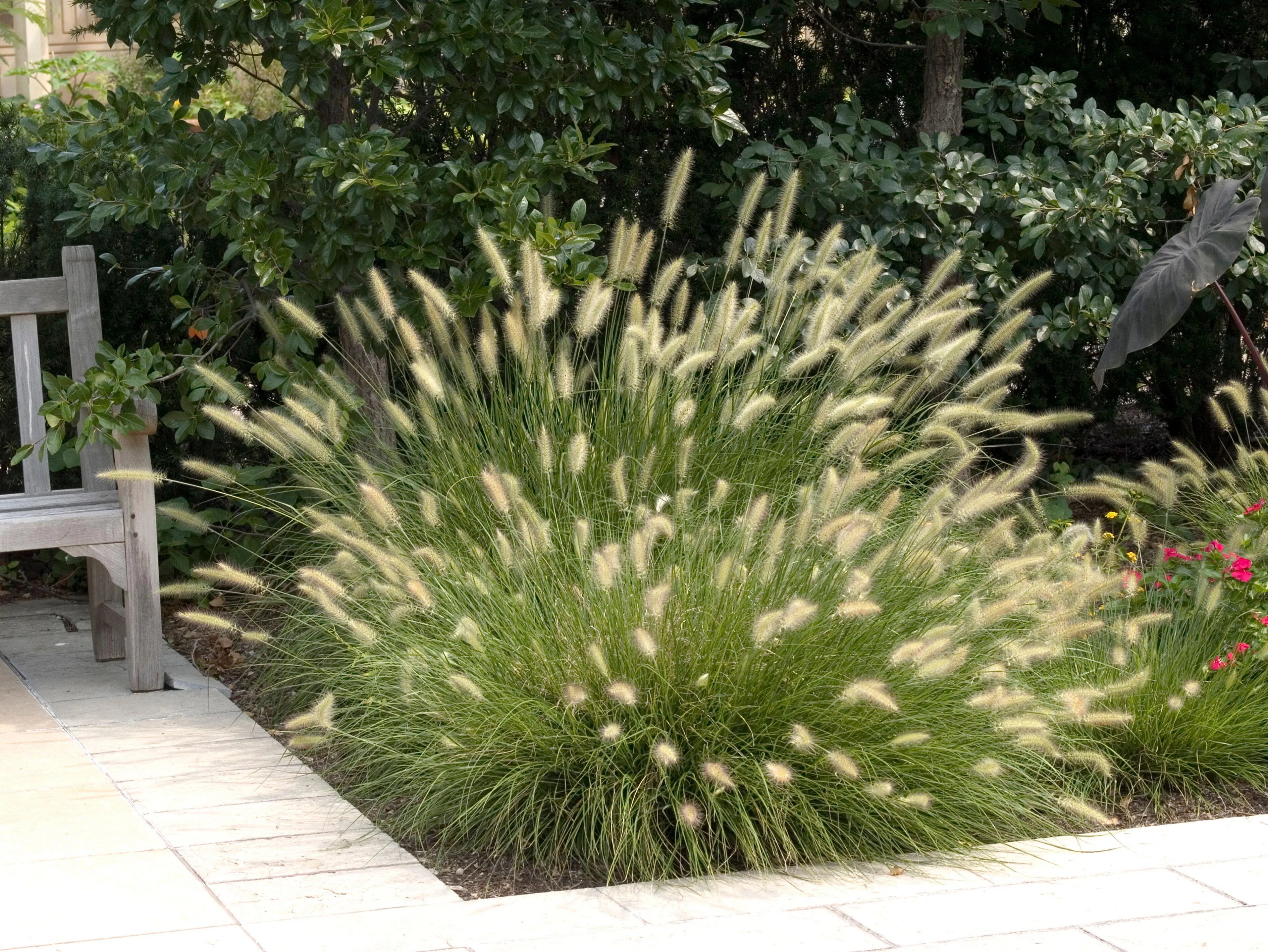 Ziergras Pennisetum alopecuroides 'Hameln' im XXL Topf, Lampenputzergras, Stauden Gänge, grünes Ziergras, Gartenpflanze
