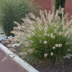 Ziergras Pennisetum alopecuroides 'Japonicum' Lampenputzergras, grüne Halme mit braunen Blütenständen, Stauden Gänge