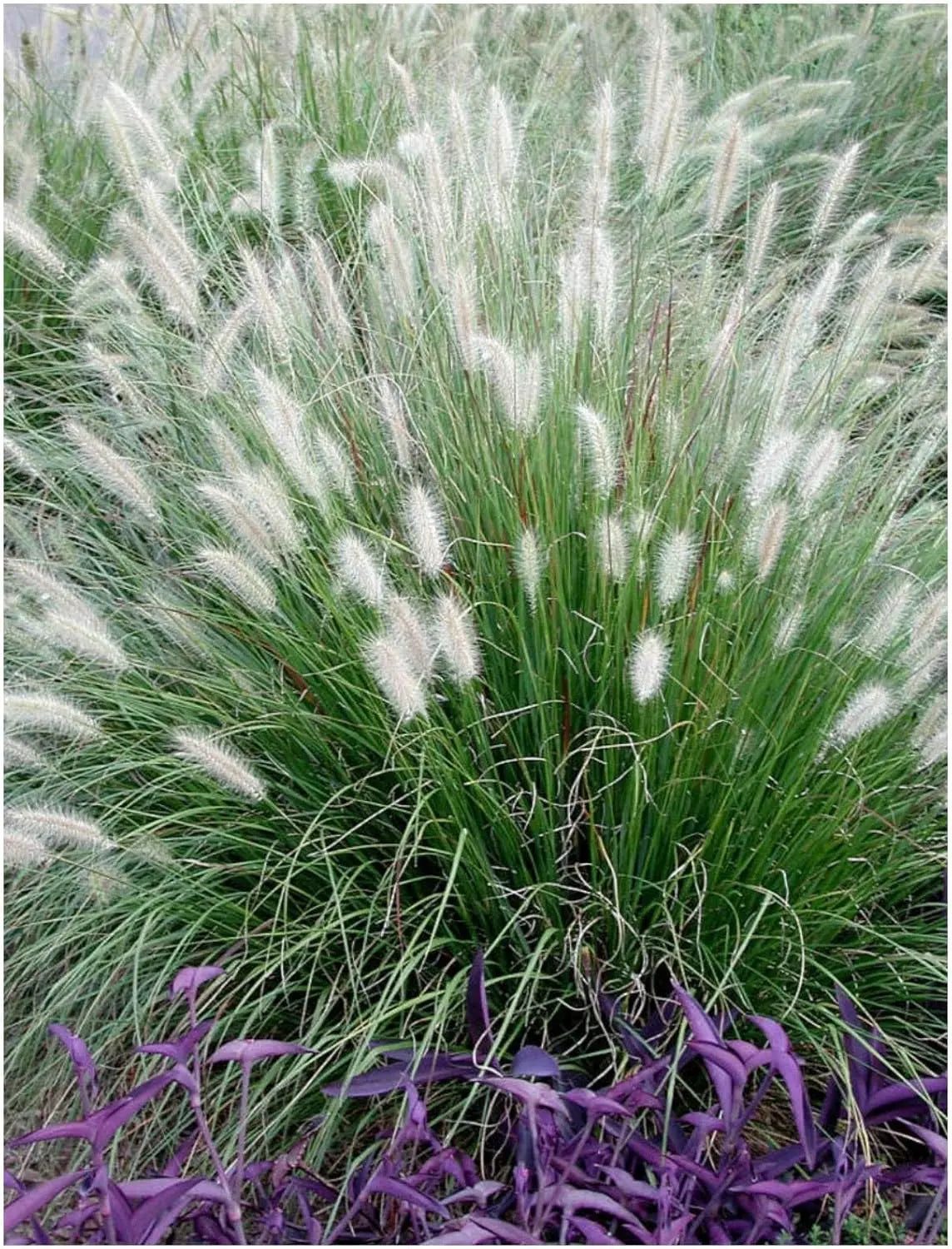 Ziergras Pennisetum alopecuroides, Lampenputzergras, mit üppigen, grünen Wedeln und braunen Blütenständen, Stauden Gänge