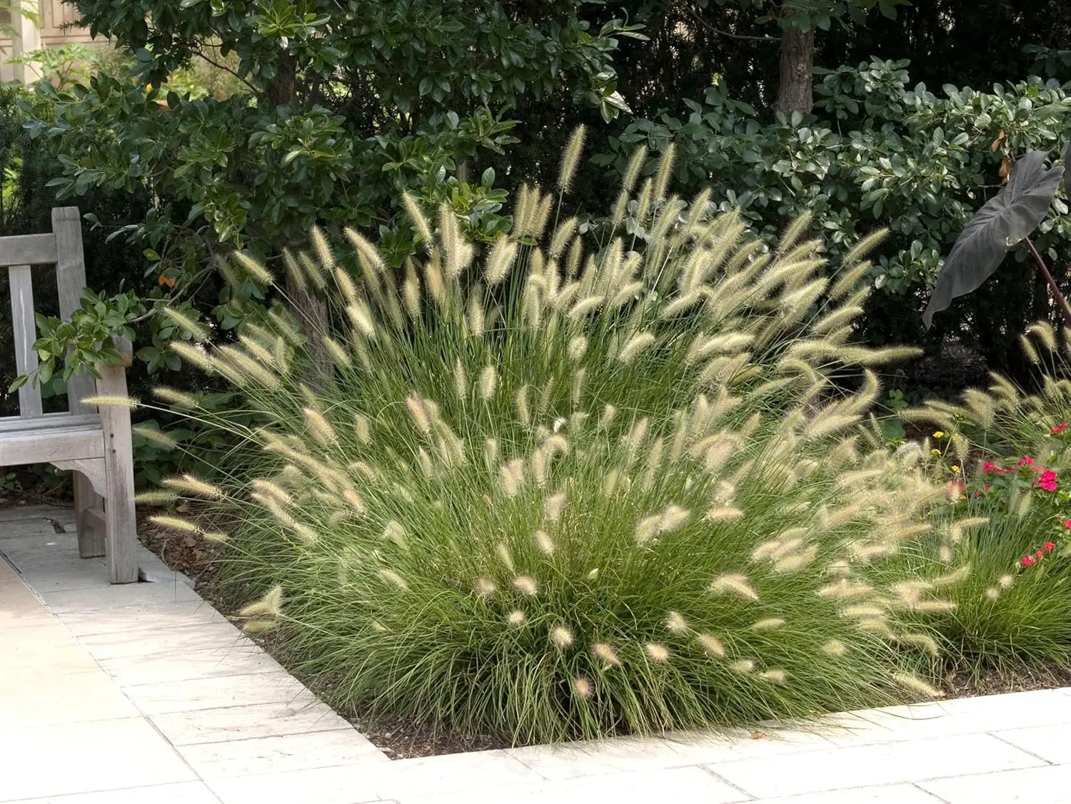 Ziergras Pennisetum alopecuroides, Lampenputzergras, mit grünen, buschigen Halmen im Garten, von Stauden Gänge.