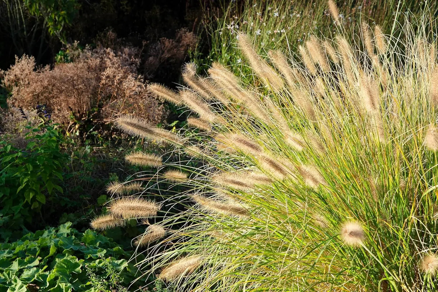 Ziergras Pennisetum alopecuroides, Lampenputzergras von Stauden Gänge, mit federartigen grünen Halmen und blühenden Rispen.