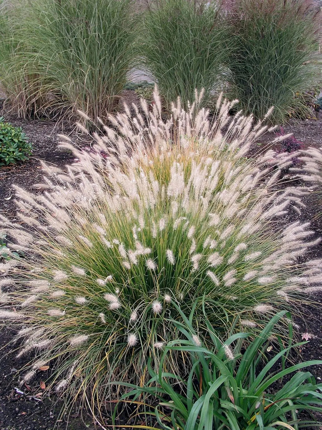 Ziergras Pennisetum alopecuroides, Lampenputzergras, mit grünen Halmen und weißen Blütenständen, von Stauden Gänge.