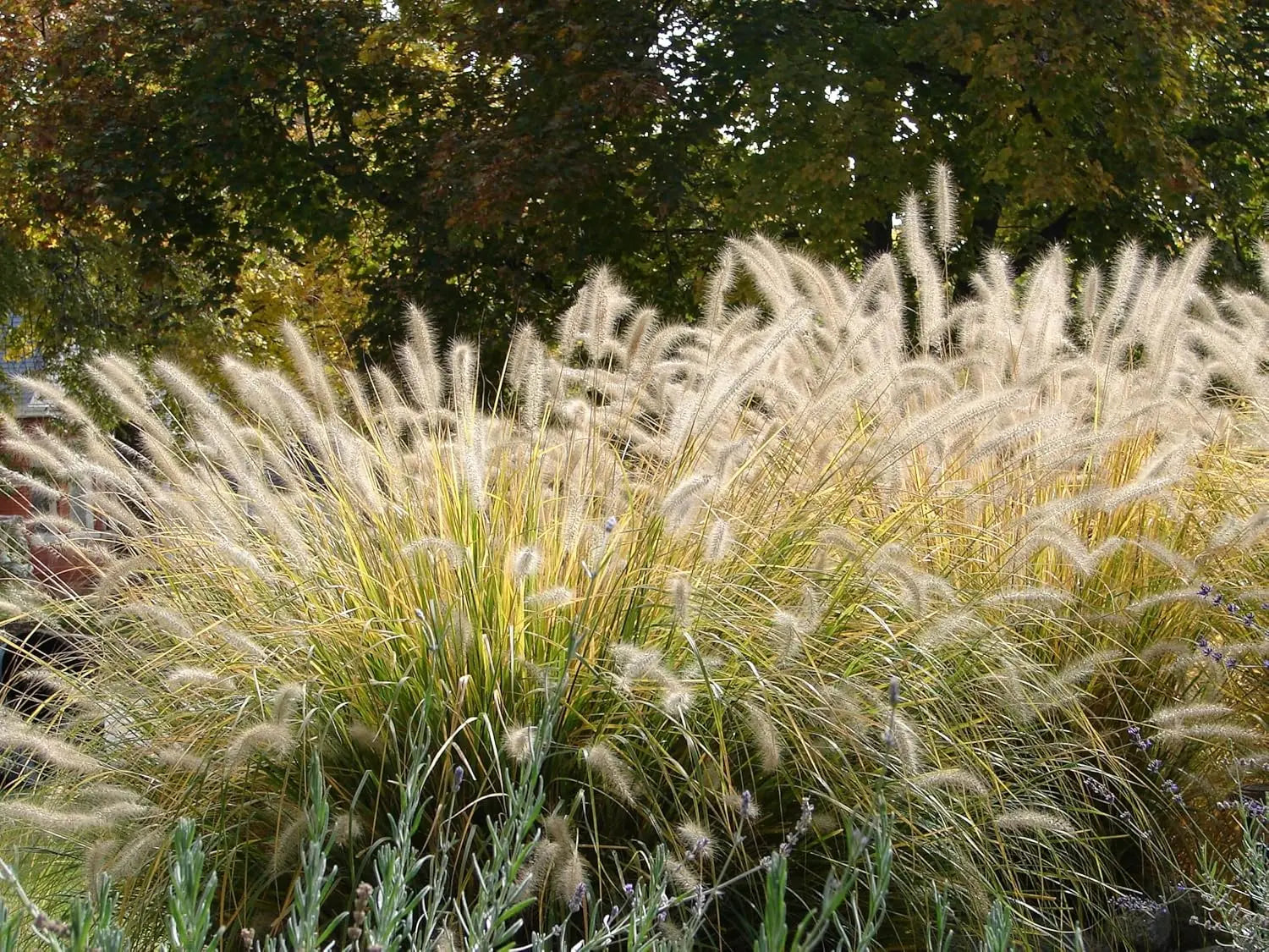 Ziergras Pennisetum alopecuroides, Lampenputzergras, mit grünen Halmen und Blütenständen, Stauden Gänge.