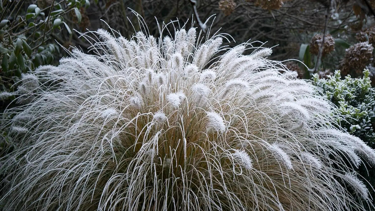 Ziergras Pennisetum alopecuroides, Lampenputzergras, Stauden Gänge, grünes Laub und dichte, federartige Blütenstände.