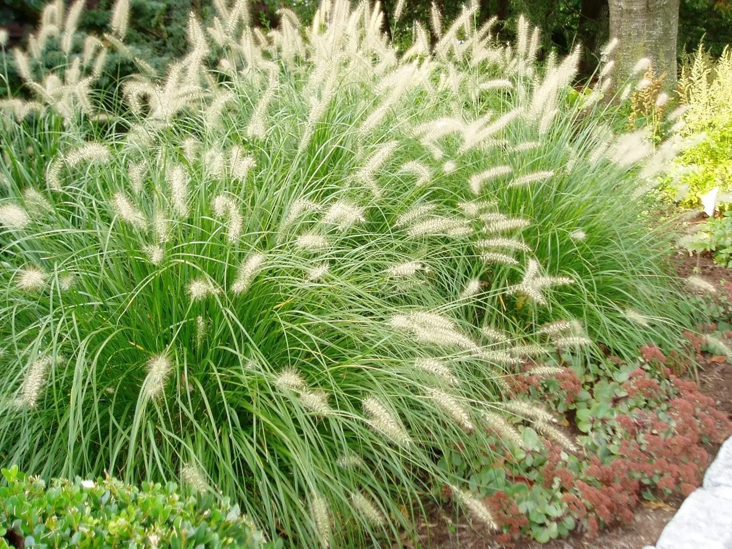 Ziergras Pennisetum alopecuroides, Lampenputzergras, mit dichten, weichen Graswedeln, bei Stauden Gänge.
