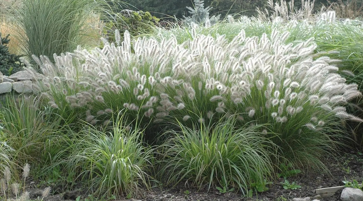 Ziergras Pennisetum alopecuroides, Lampenputzergras, mit grünen bis braunen Halmen, Stauden Gänge, sommerliches Gartenbild