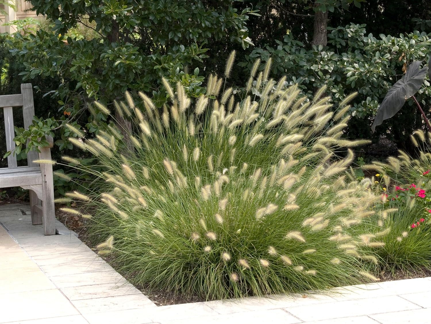 Pennisetum alopecuroides / Lampenputzergras - XXL Topf