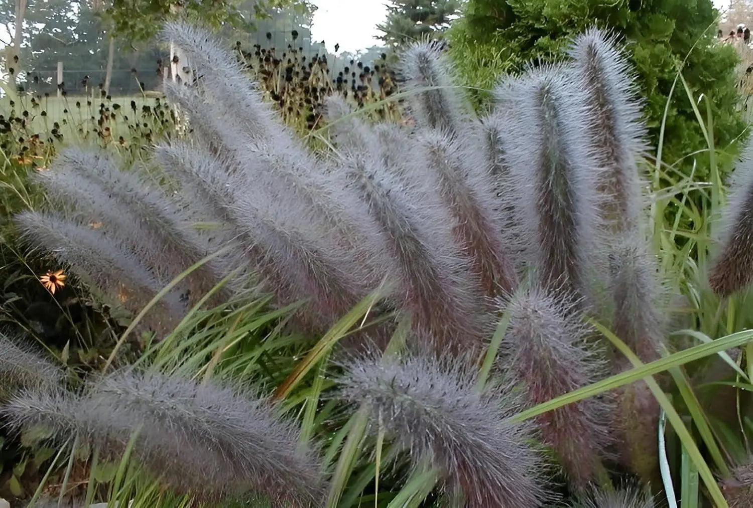 Schwarzes Lampenputzergras Pennisetum alopecuroides 'Moudry' als Ziergras, mit dunklem Laub und aufrechter Wuchs.