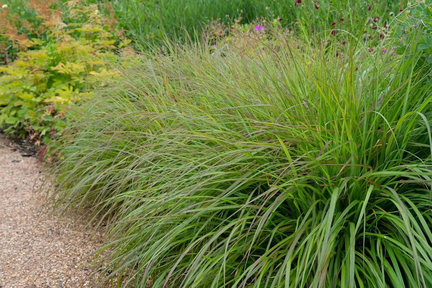 Schwarzes Lampenputzergras Pennisetum alopecuroides 'Moudry' als Ziergras, mit dichten, schwarzen bis dunkelgrünen Halmen.