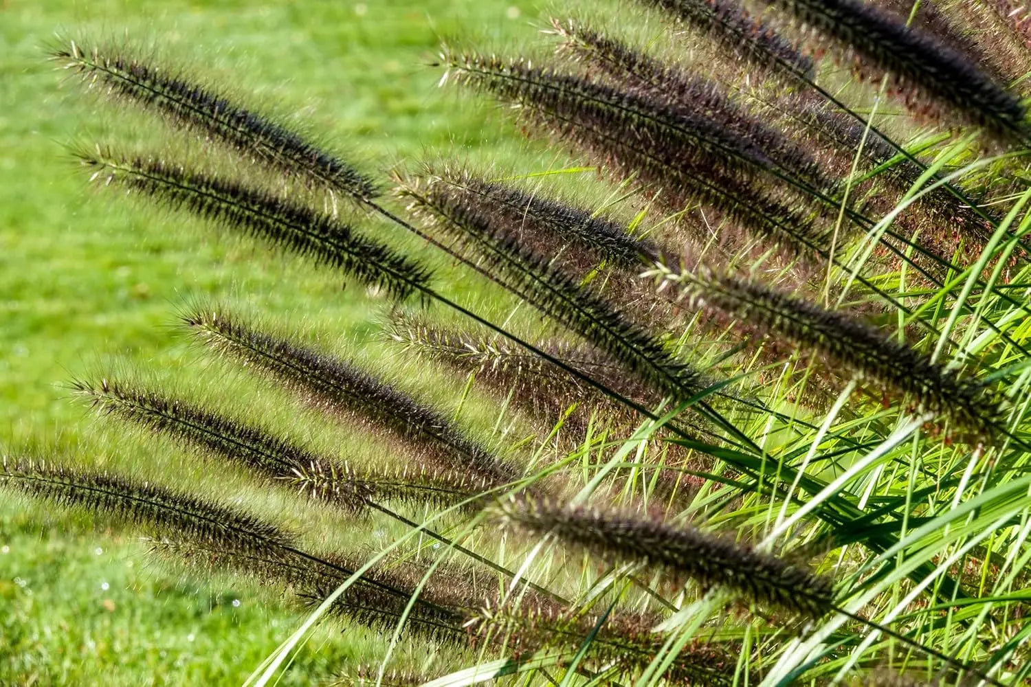 Schwarzes Lampenputzergras Pennisetum alopecuroides 'Moudry' als Ziergras, mit dunklen, buschigen Halmen und zierlichem Wuchs