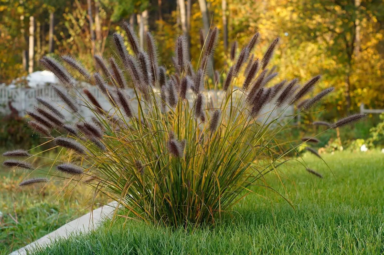 Rotes Lampenputzergras Pennisetum alopecuroides 'Red Head' im XXL Topf, Ziergras von Stauden Gänge, grüne und rote Halme sichtbar