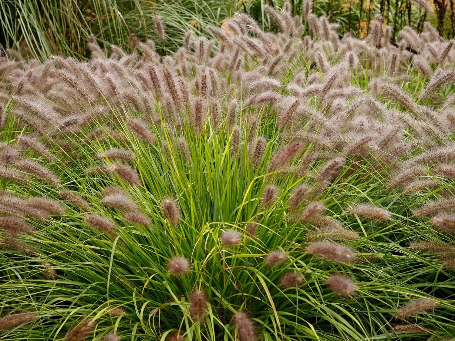 Rotes Lampenputzergras Pennisetum alopecuroides 'Red Head' im XXL Topf, Ziergras von Stauden Gänge, detailreiche Ansicht