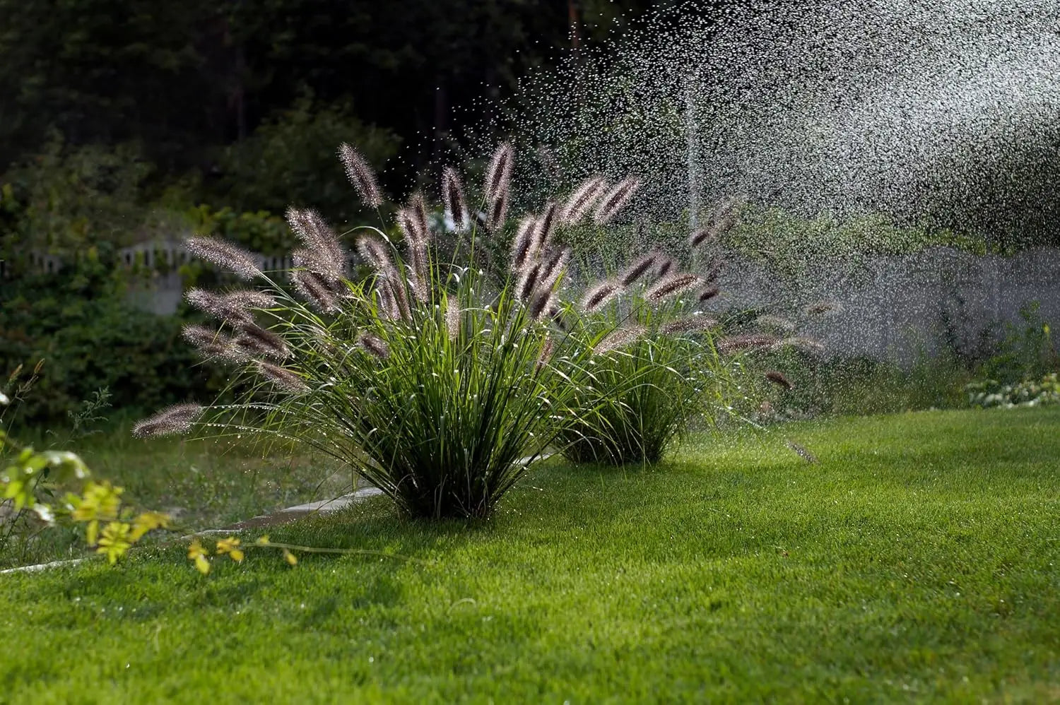 Rotes Lampenputzergras Pennisetum alopecuroides 'Red Head' im XXL-Topf, Ziergras von Stauden Gänge, frisches grünes Laub