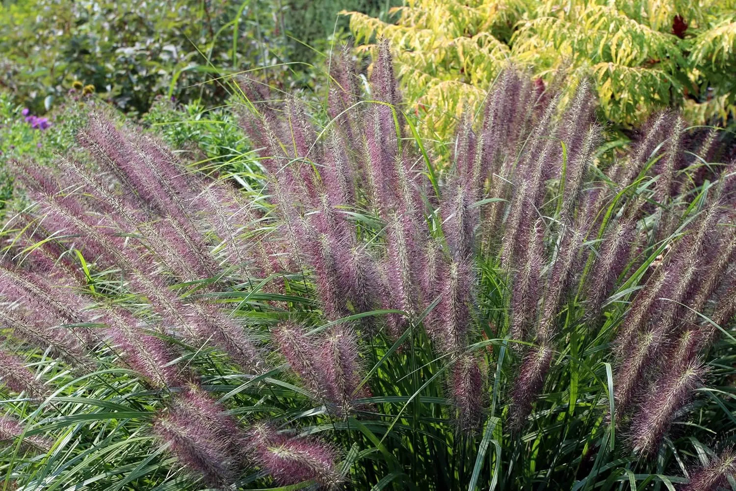 Rotes Lampenputzergras Pennisetum alopecuroides 'Red Head' im XXL Topf, Ziergras von Stauden Gänge, grüne und rote Halme sichtbar