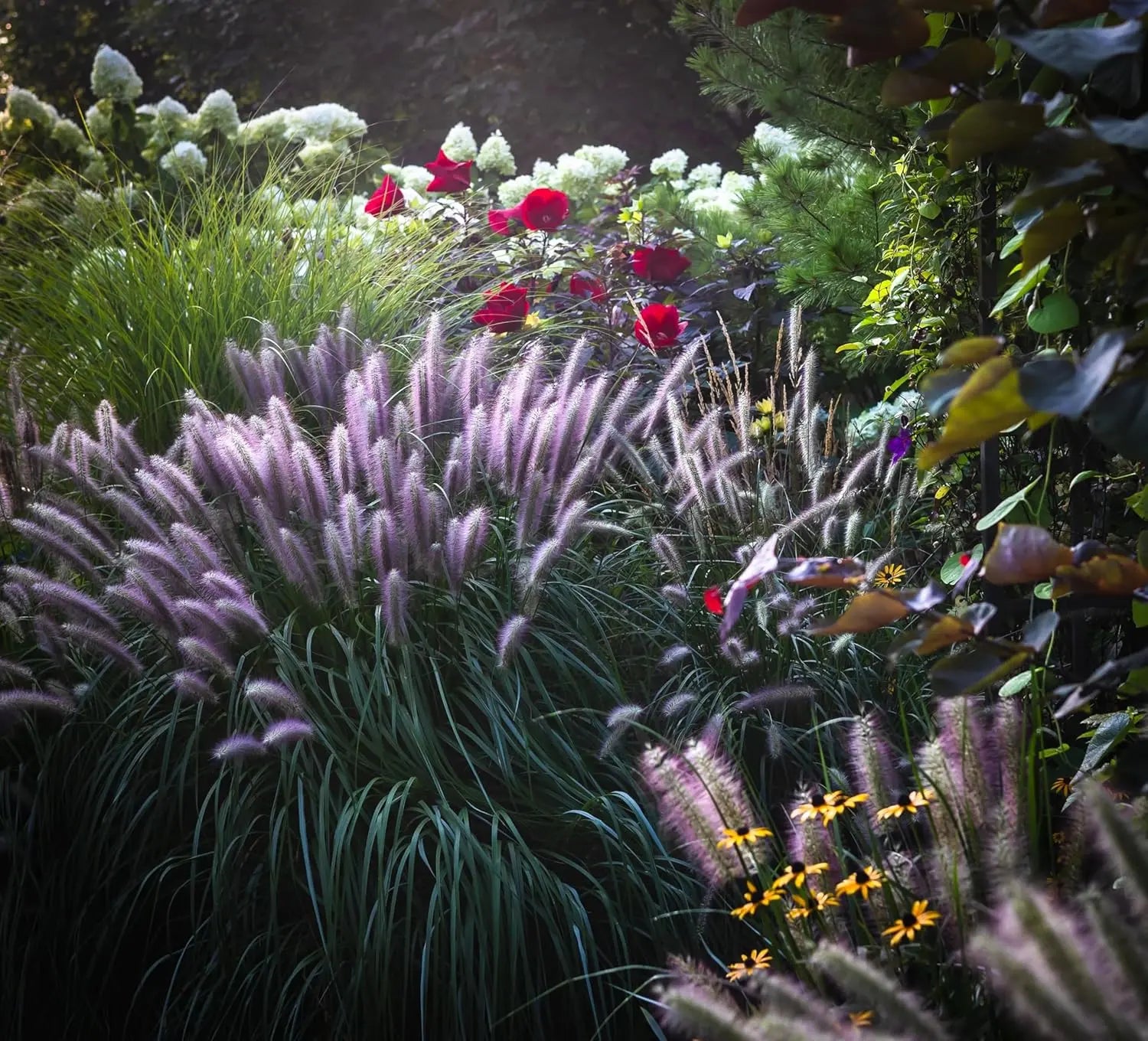 Rotes Lampenputzergras Pennisetum alopecuroides 'Red Head' im XXL-Topf, Ziergras von Stauden Gänge, frisch und gesund.