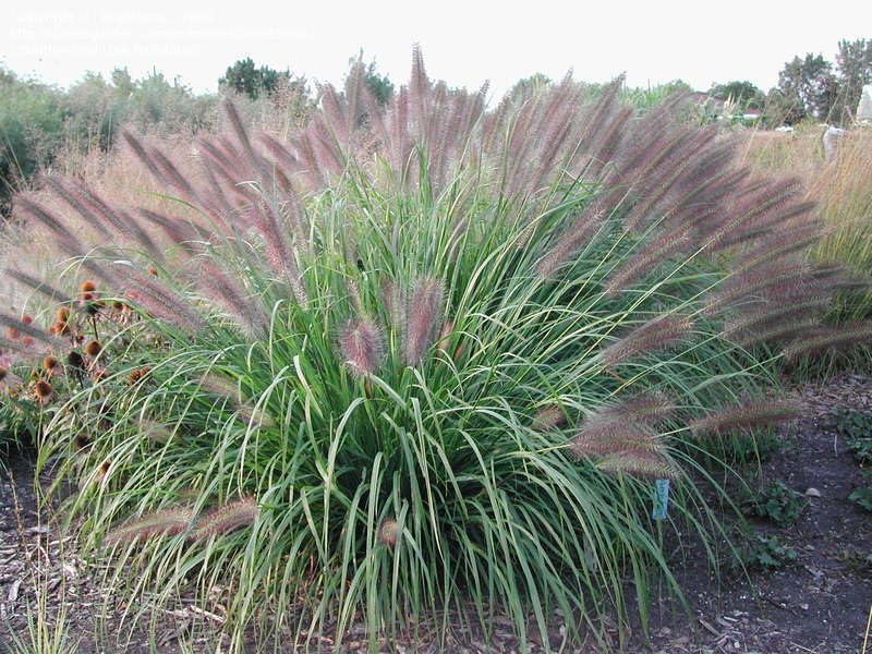 Pennisetum alopecuroides 'Red Head', rotes Lampenputzergras im XXL-Topf, Ziergras von Stauden Gänge, grüne und rote Halme