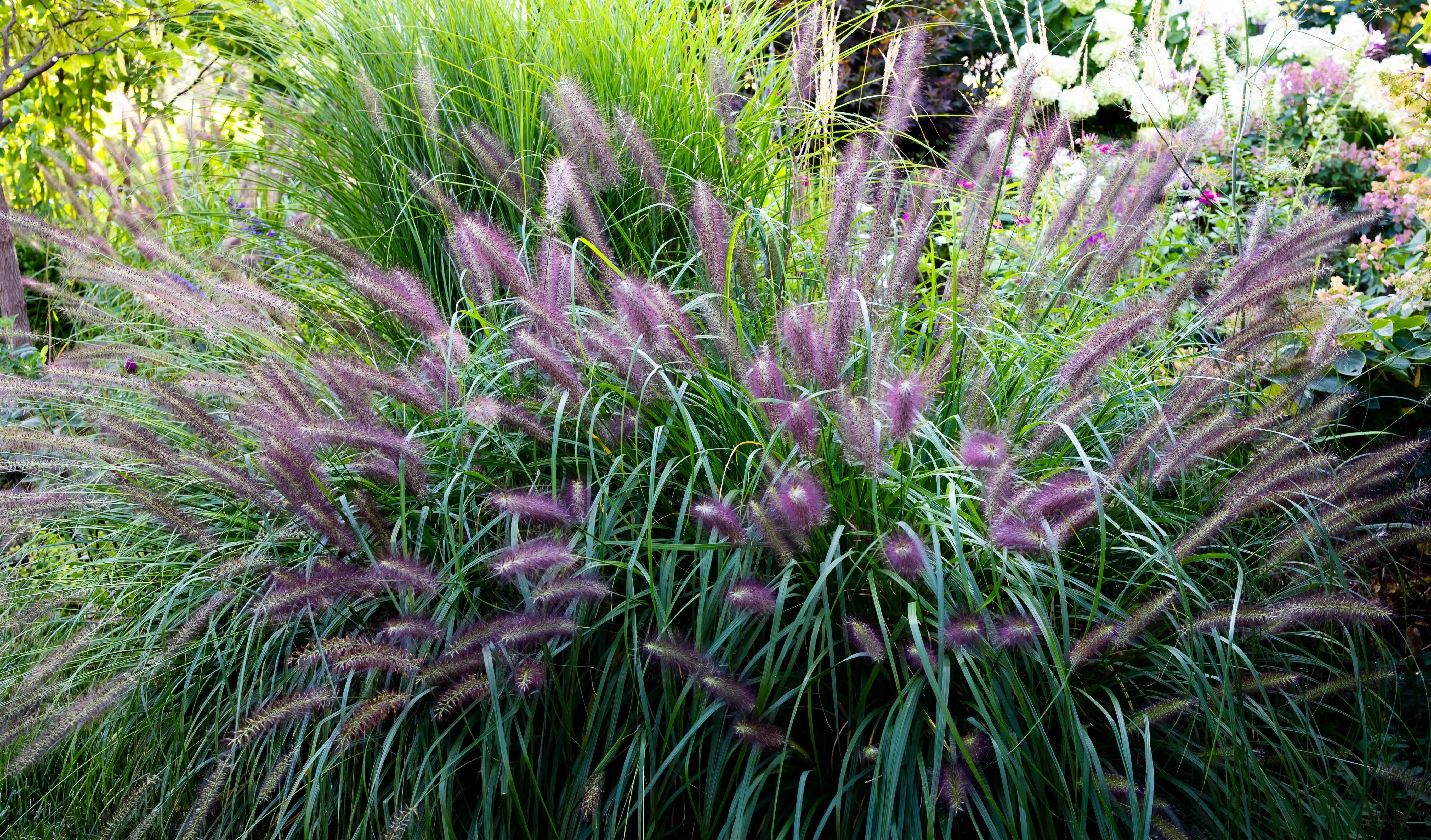 Rotes Lampenputzergras Pennisetum alopecuroides 'Red Head' in XXL-Topf, Ziergras von Stauden Gänge, grüne Blätter und blühende Rispen