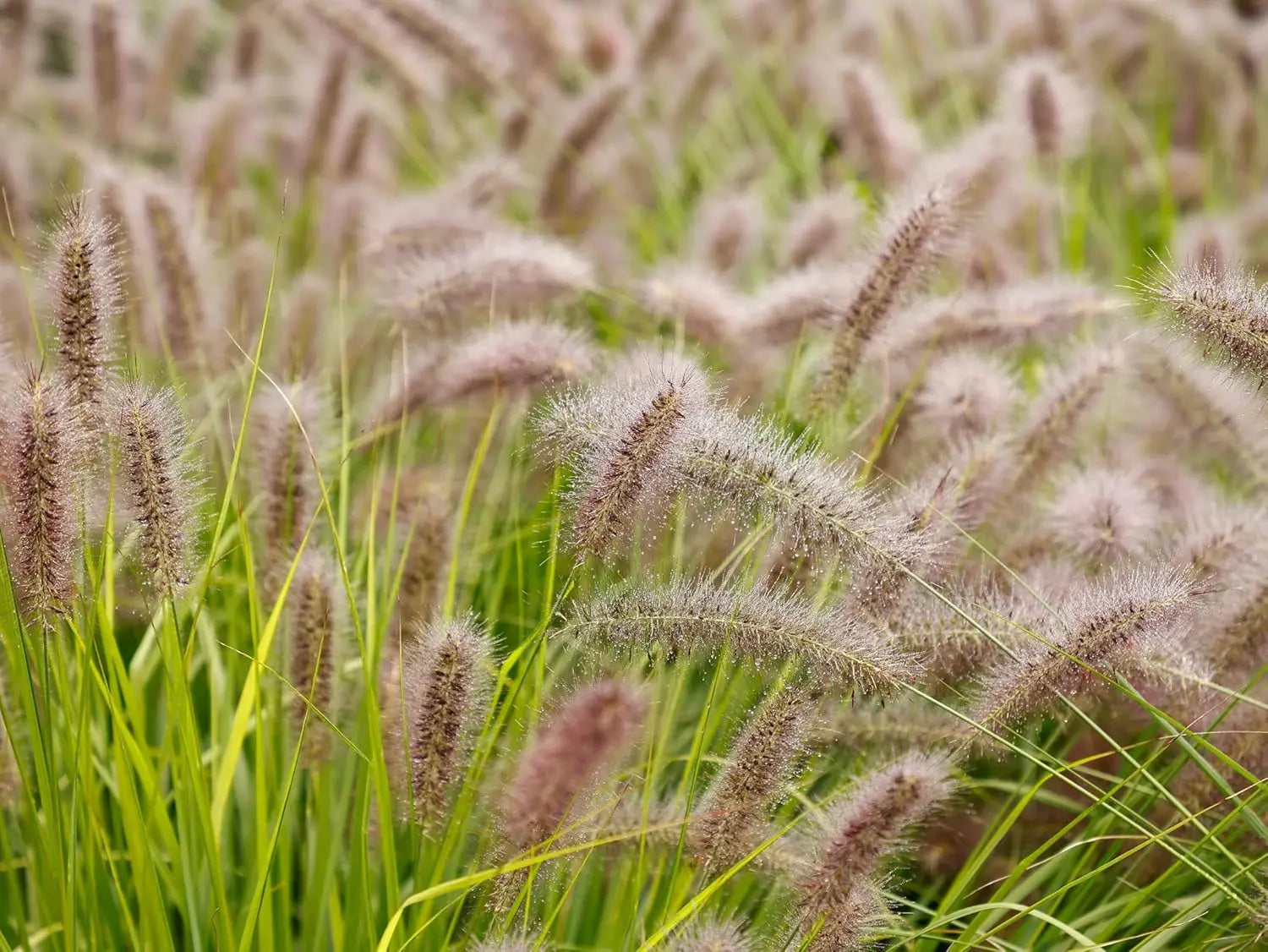 Rotes Lampenputzergras Pennisetum alopecuroides 'Redborn' mit grünen Ähren, Ziergras von Stauden Gänge, standhaft im Garten