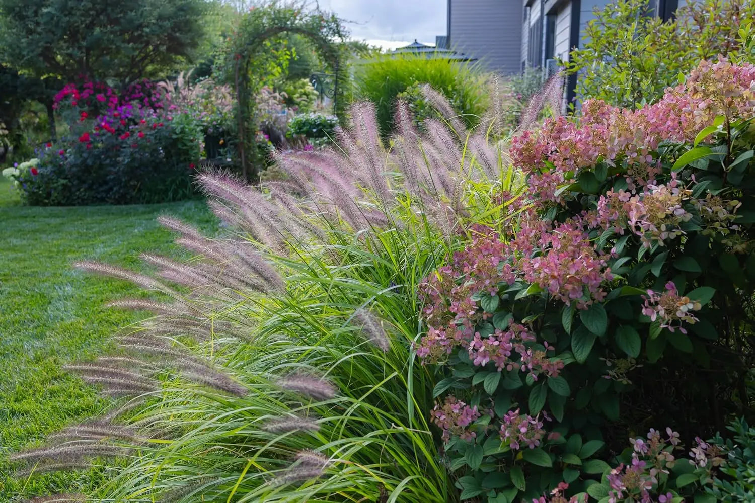 Rotes Lampenputzergras Pennisetum alopecuroides 'Redborn' in XXL Topf, Ziergras von Stauden Gänge, grüne und rote Halme sichtbar