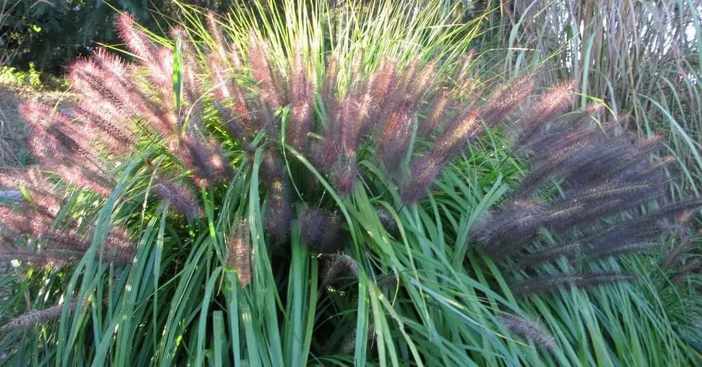 Rotes Lampenputzergras Pennisetum alopecuroides 'Redborn' im XXL-Topf, Ziergras, Stauden Gänge, frisches grünes Laub und Blütenrispen