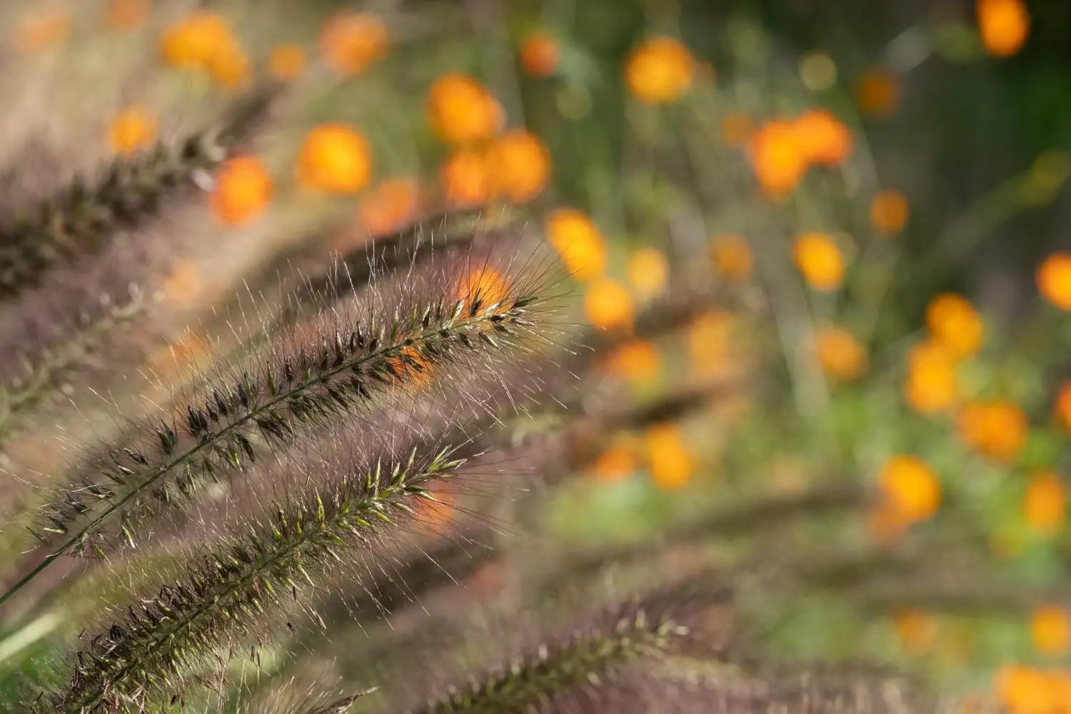 Rotes Lampenputzergras Pennisetum alopecuroides 'Redborn' im XXL Topf, Ziergras von Stauden Gänge, frisch und gesund.