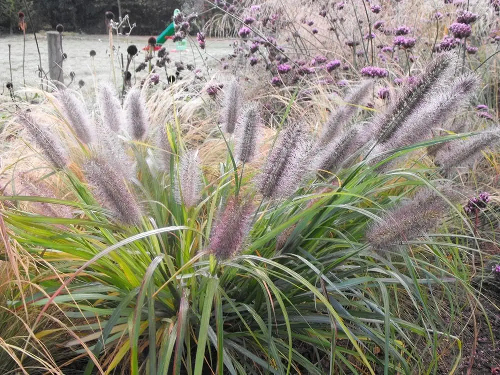 Pennisetum alopecuroides 'Redborn', rotes Lampenputzergras, Ziergras in XXL-Topf, grüne und rote Blätter, Stauden Gänge