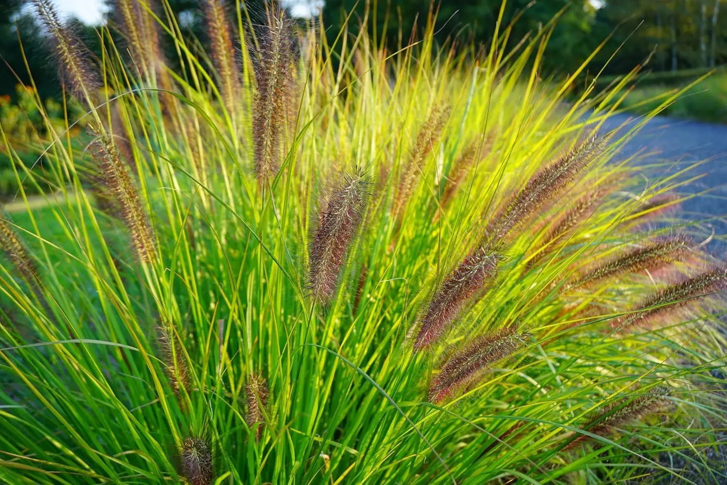 Dunkles Lampenputzergras Pennisetum alopecuroides var. viridescens, Ziergras mit dichten, grünen bis dunklen Halmen, Stauden Gänge