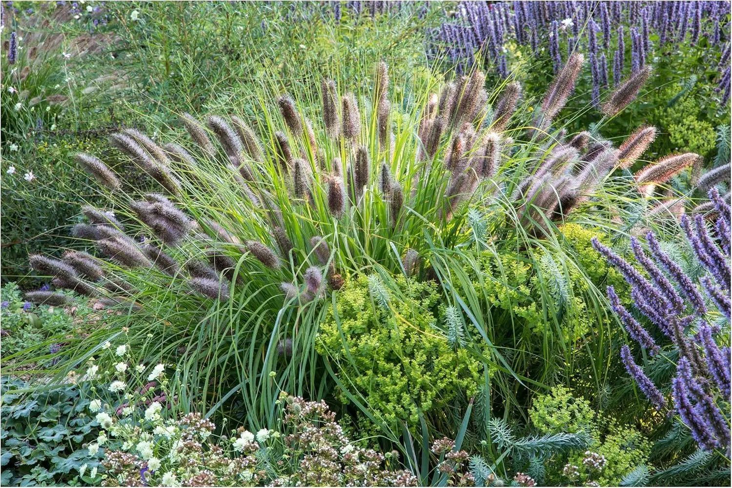 Dunkles Lampenputzergras Pennisetum alopecuroides var. viridescens, Ziergras mit dichten, dunklen Staudenblättern, Stauden Gänge